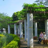 境川水辺フジロード巡り～白旗神社・新林公園・長久保公園