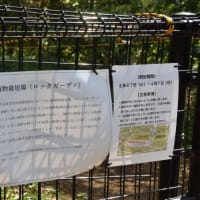 小石川植物園　薬用保存園の花　　　　27