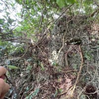 サシヒンヌシーにて戦争遺跡発見か ! ?　～文化財踏査を実施～