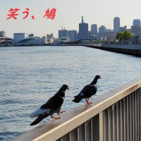 「笑う、鳩」　小説書いてます　ホラーエンド