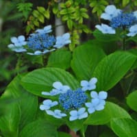 朝の散歩　谷端川緑地ダリアの花　　　　4