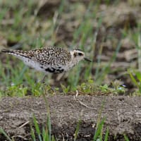 心に残る情景*「鳥景」見沼にて、スナップ・チョウゲンボウ・ヒバリ・ムナグロ・アマツバメ