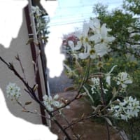 去年、知人からもらって挿し木した、姫ウツギに花が咲きました～～！