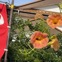 凌霄の花