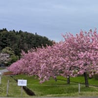 お花見