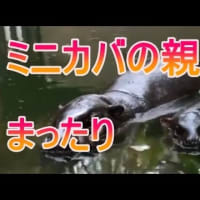 ミニカバのマッタリ日常をご覧ください。zoo 動物園