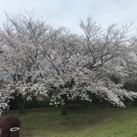 開成町の桜