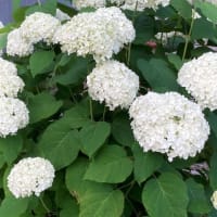 カサブランカほか庭に咲いた花など