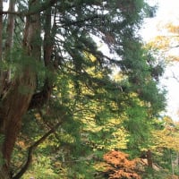 洞杉を観に。。。往路②