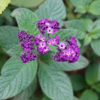 ヘリオトロープ　 〈紫色の花〉　