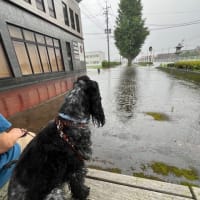 雨に打たれた朝