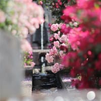 初夏のバラ：半田山植物園