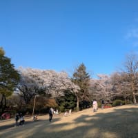 華蔵寺公園🌸