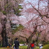 みちのく三大桜の旅（弘前公園）