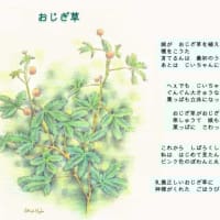 おじぎ草