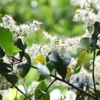 竜美ヶ丘公園の樹に咲く白い花 (２)