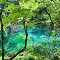 私、白神山地で暮らせるかも
