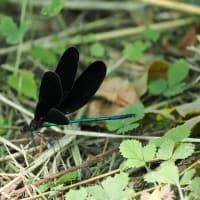 淀川の昆虫達　７/２９