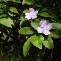 井頭公園の花ちょう遊館１