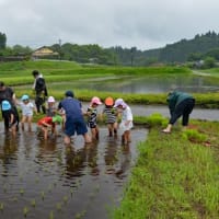 田植え