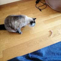 ぴょんぴょん