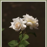 花文のバラとアジサイ（2024.05 Ｎｏ.15）
