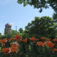 百合が原公園　百合の花