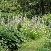 日比谷公園の花々　３