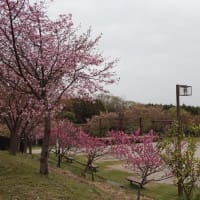 柏原市　竜田古道の里山公園の桜