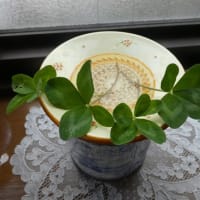 今日の快挙はすごいです。（２０２５年７月５日撮影）