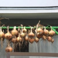 体調もようやく回復しての「ジャガイモほり」