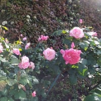 横須賀花観光・２