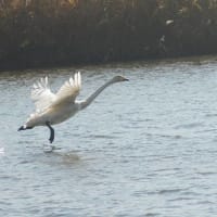 ひとりぼっちの白鳥