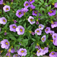 昨日（さくじつ）の　家族の様子　書いてみた