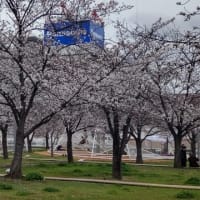 桜之宮公園へ花見