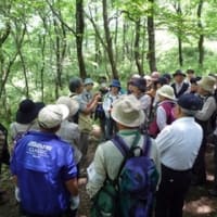 薬草・野草を知る観察会