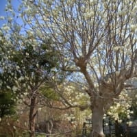 小樽方面へ桜を探して３）小樽稲荷神社