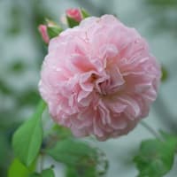 ラジオタイムズ薔薇