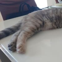 チャビとおしるこ