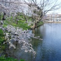 米,クリミア半島等含め,露寄りの譲歩案をウクライナに提示か!?&ワシントン地裁が消費者金融保護局の大量解雇に差し止め判決!&2017桜紀行,まずは赤城南面千本桜後,夜桜の高田城へ・