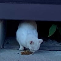 朝ウォーキングの風景。令和7年6月29日。茶大しか出て来なかった。