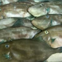 3月１４日(月)　おすすめ品