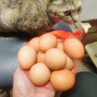ピピゴルフリゾートと三郷の川と進化したサイゼリヤと美味しい卵
