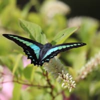 庭のイシガケチョウ