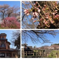 霞城公園、桜は咲いてるかな? (2023.4.3)