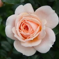 ガーデン  オブ  ローゼズ　〈Garden of Roses　バラ〉　