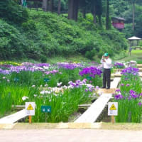 祭り６日目、令和７年６月１８日、見頃になってきました