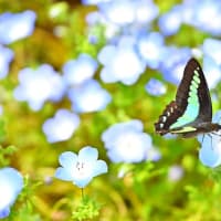 香川県「まんのう公園」