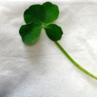 この度、ホームページのリンク集 に、うすい山荘の歴史を深く掘り下げた新 コンテンツ【うすい山荘の心髄 1,100年の歴史】が加わりまし た！