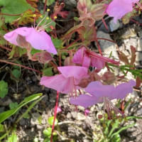 カキツバタの白色が咲いた